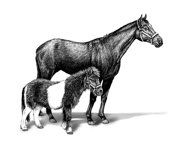 Hidden Pond Farm Equine Rescue